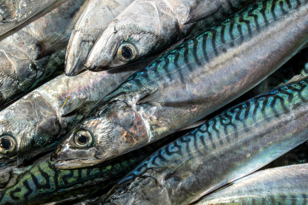 大量の青魚